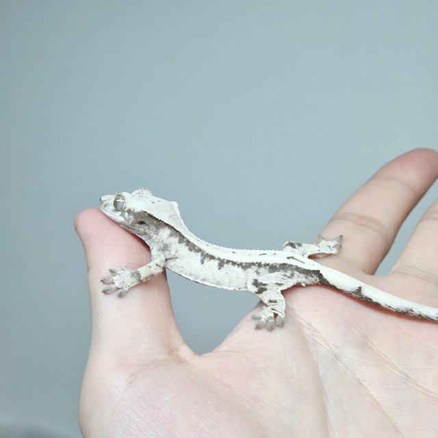 Sable 100% Het Axanthic Drippy