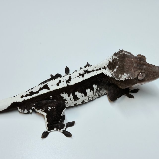 Axanthic