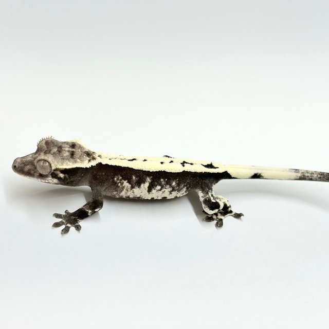 Axanthic Sable