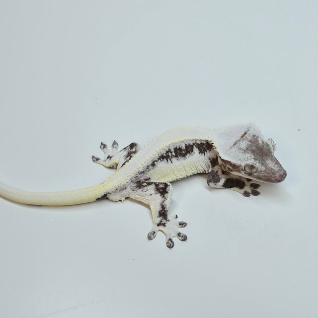Lilly Axanthic