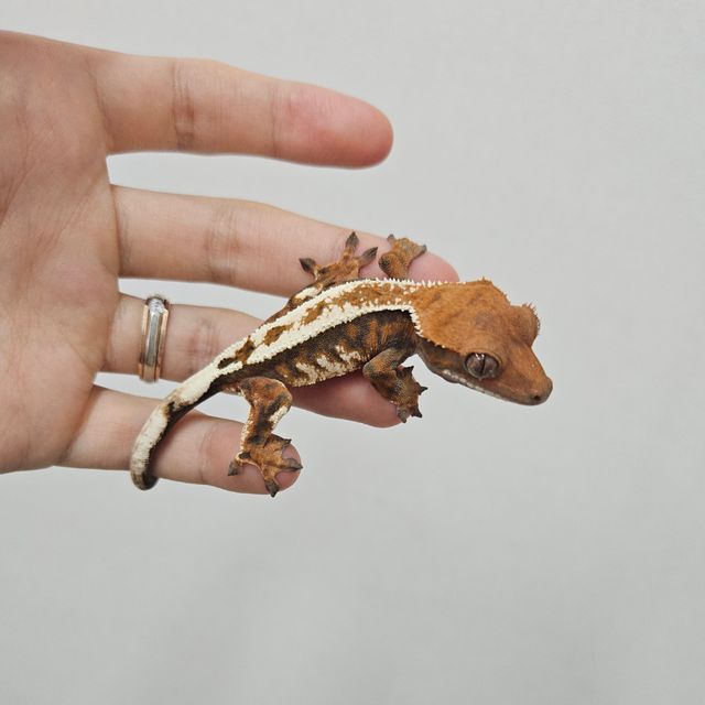텐저린 트라이 세이블