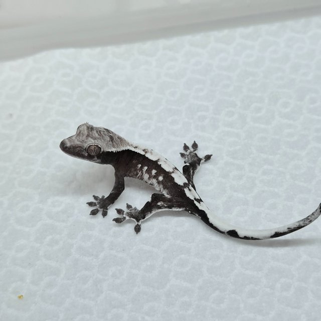 Sable Axanthic