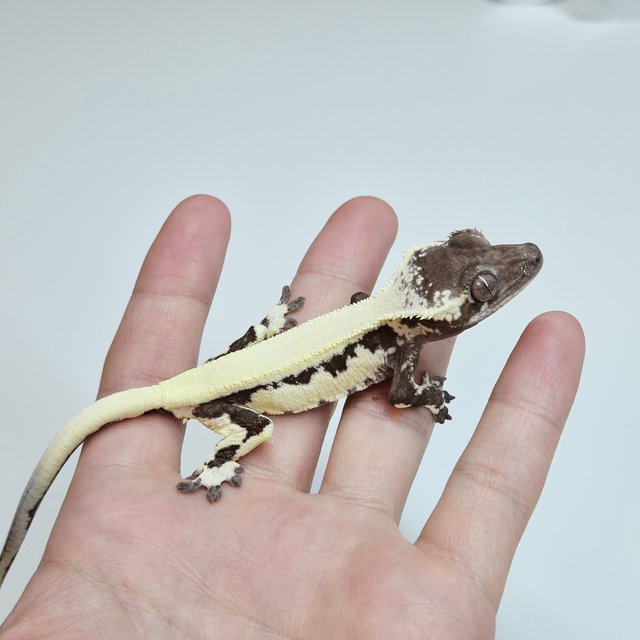 LW Sable Lilly Axanthic Sable Axanthic