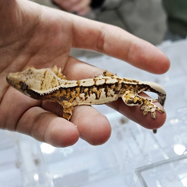 트라이 익스트림할리퀸
