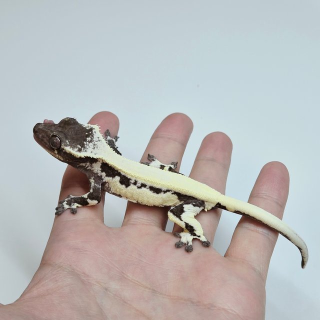 LW Sable Lilly Axanthic Sable Axanthic