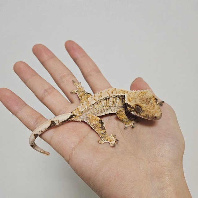 드리피 화이트스팟