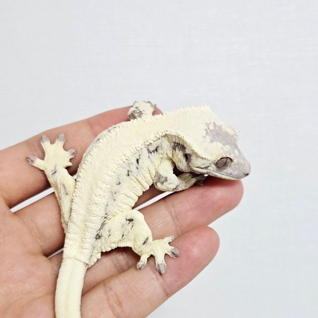 LW Sable Full Pinstripe