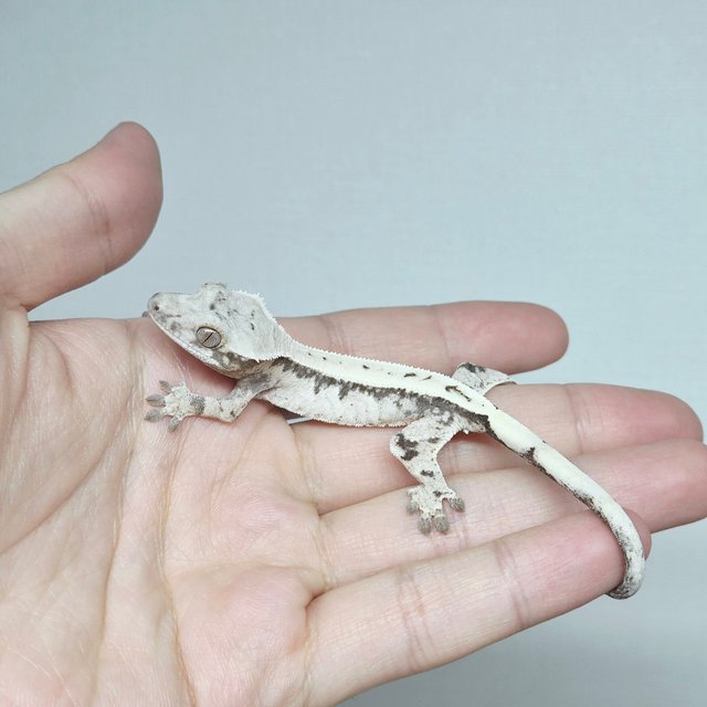 Sable 100% Het Axanthic Drippy