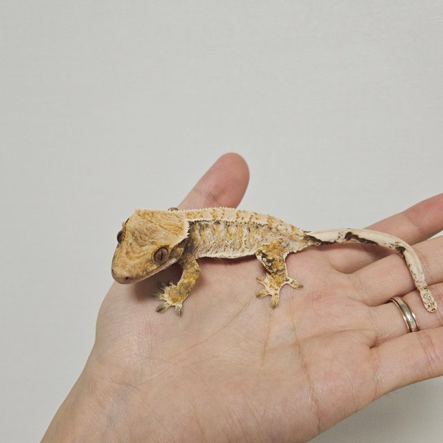 드리피 화이트스팟