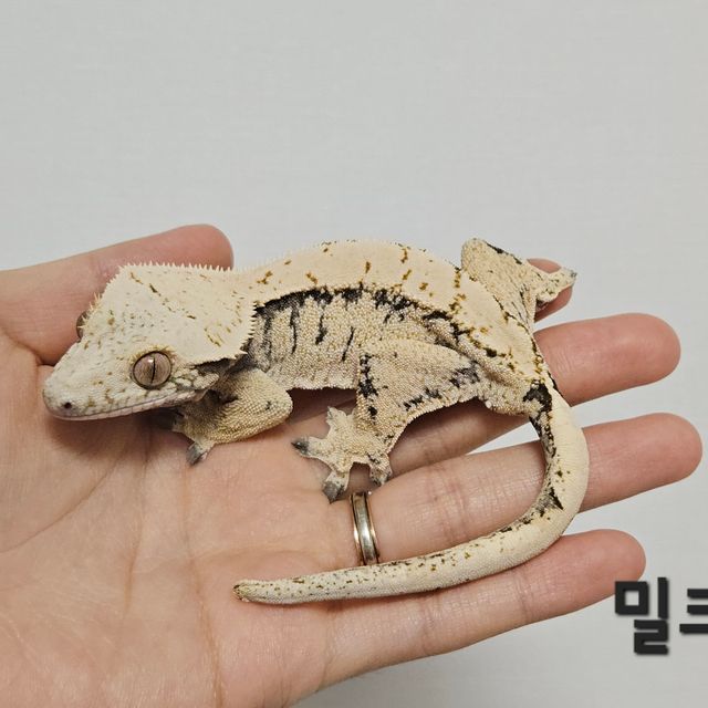 드리피 화이트스팟