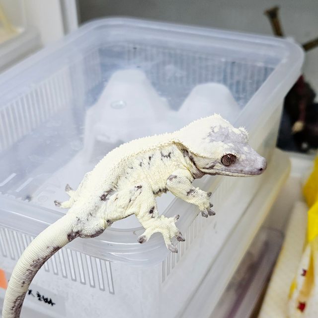 릴리 세이블