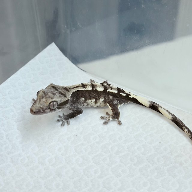 Axanthic
