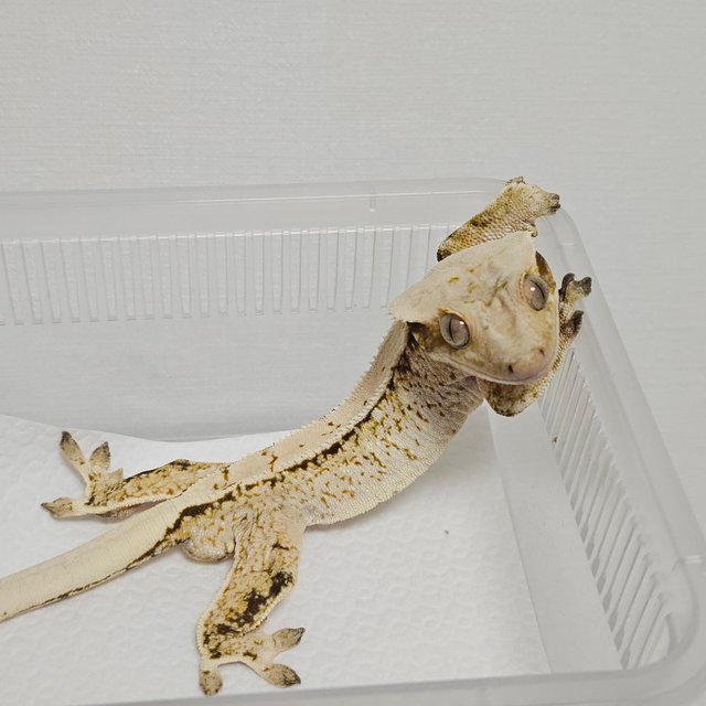 노멀 드리피 화이트스팟 화이트포트홀 트라이 화이트