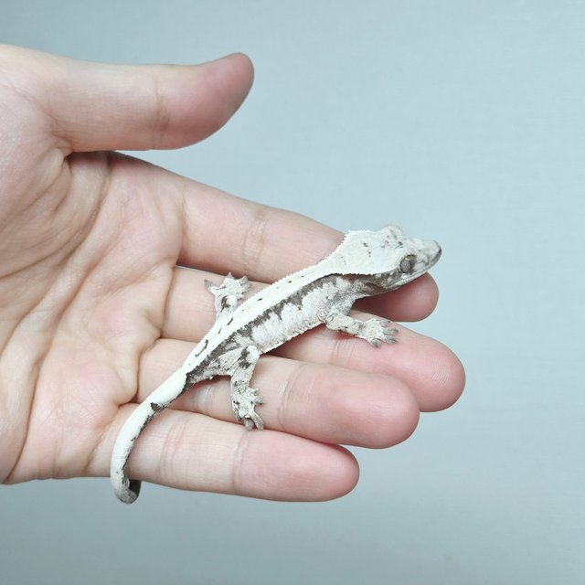 Sable 100% Het Axanthic Drippy