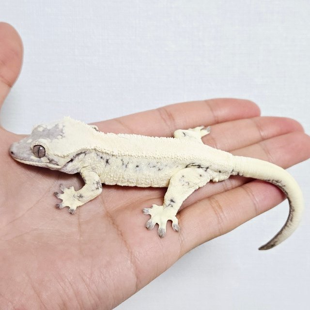 LW Sable Full Pinstripe