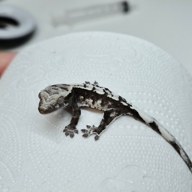 Axanthic