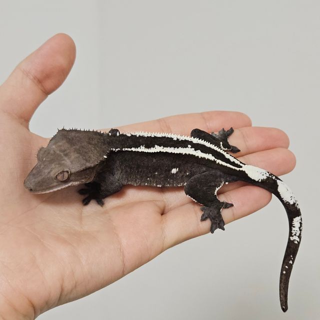 아잔틱