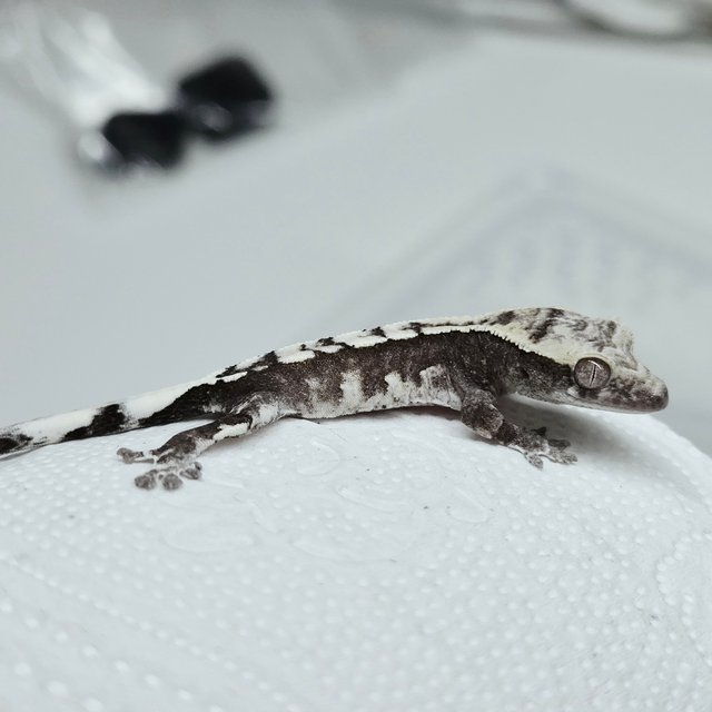 Axanthic