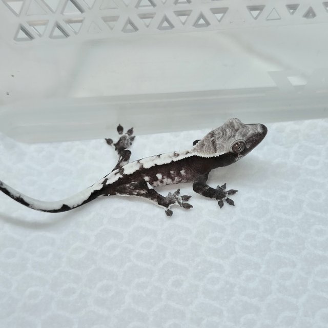 Sable Axanthic
