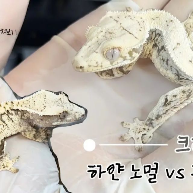 릴리화이트