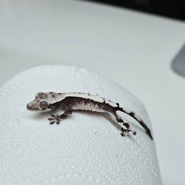 Sable Axanthic