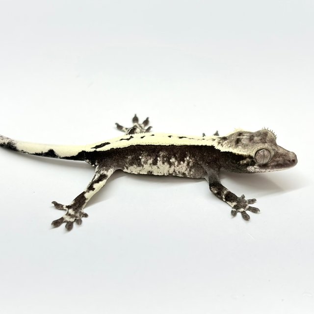 Axanthic Sable