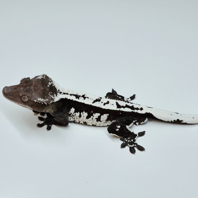 Axanthic