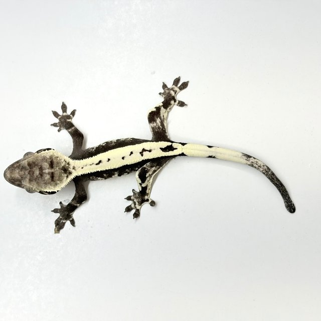 Axanthic Sable