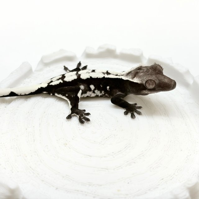Axanthic Sable