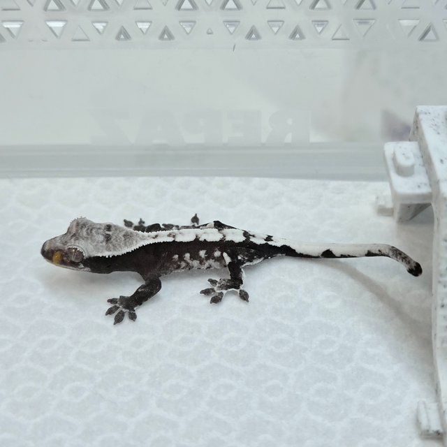 Sable Axanthic