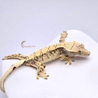 노멀 화이트스팟