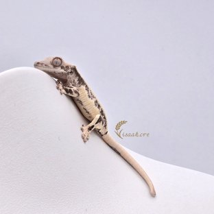 릴리화이트 솔리드백