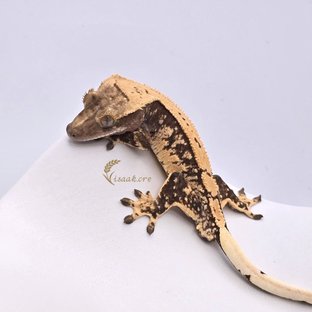 노멀 화이트스팟