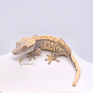 노멀 익스트림할리퀸 화이트스팟