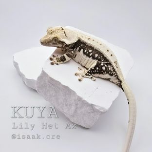 쿵야