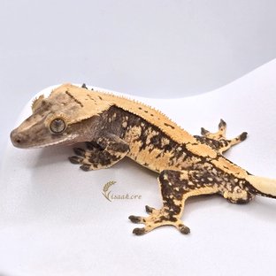 노멀 화이트스팟