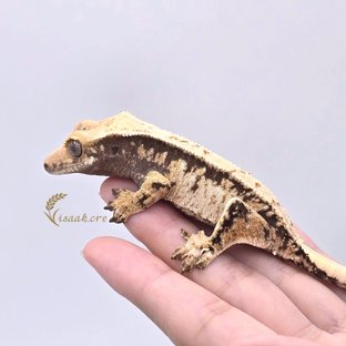 미녀점 이라구욧