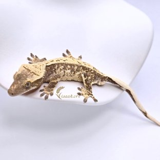 노멀 드리피 화이트스팟