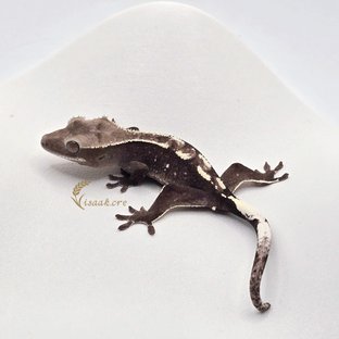 아잔틱