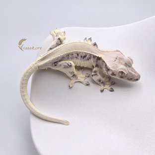 릴리화이트 솔리드백