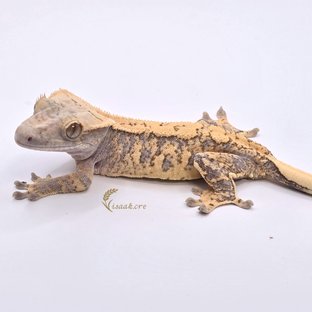 노멀 익스트림할리퀸 화이트스팟