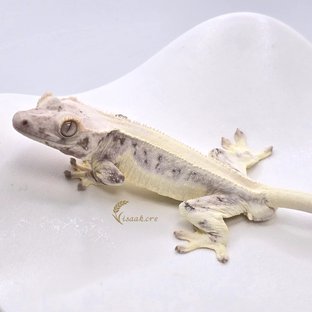 릴리화이트 솔리드백