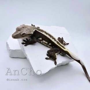 앤초
