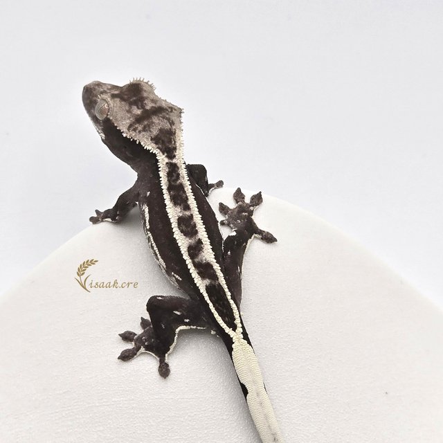 아잔틱 풀핀 쿼드