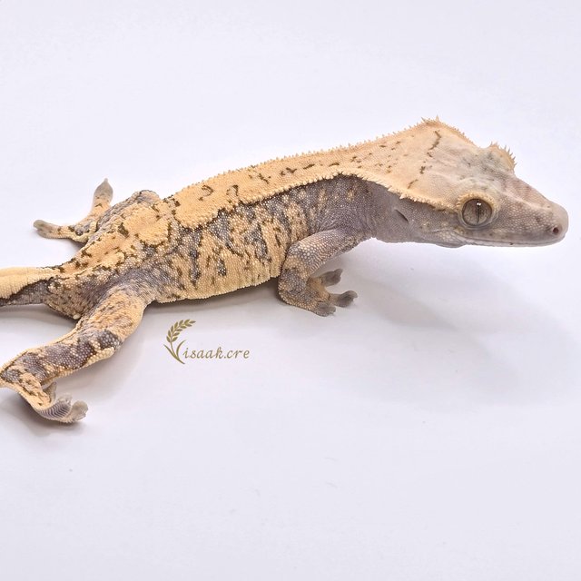 노멀 익스트림할리퀸 화이트스팟