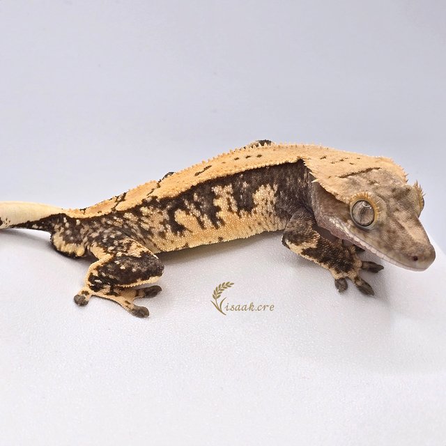 노멀 화이트스팟