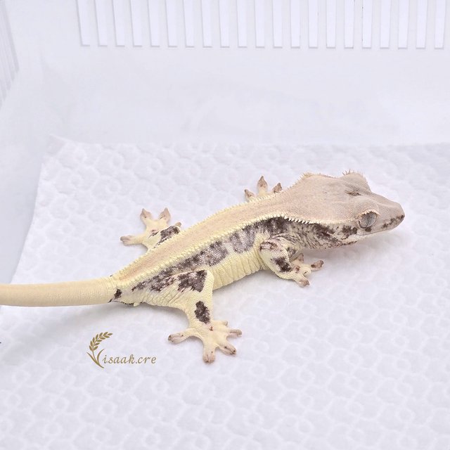 릴리화이트 솔리드백 풀핀 쿼드