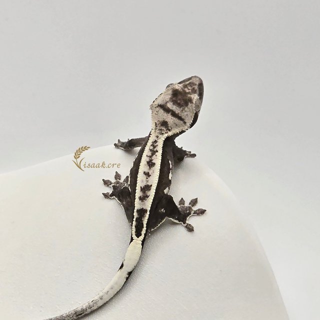 아잔틱 풀핀 쿼드