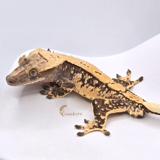 노멀 화이트스팟