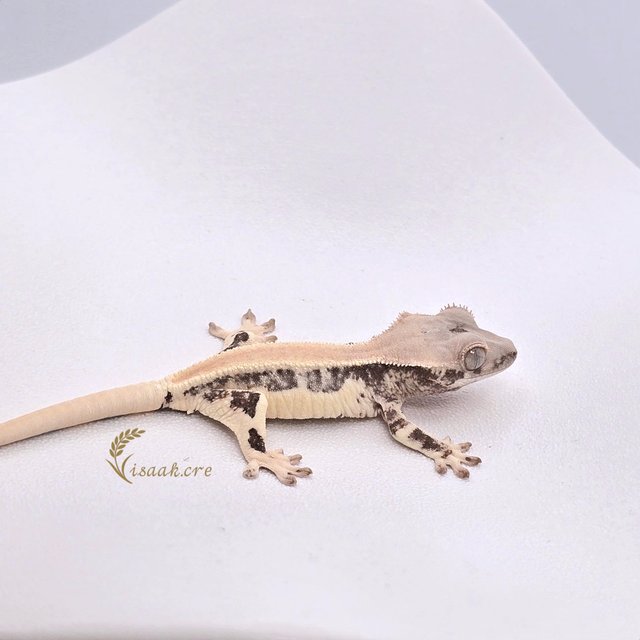 릴리화이트 솔리드백 풀핀 쿼드